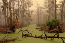OAgDOru.webp