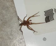 spider.webp