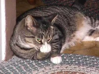 Cat-Flip-Off-Funny-Photo.webp